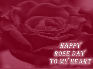 happy rose day 2024 images quotes
